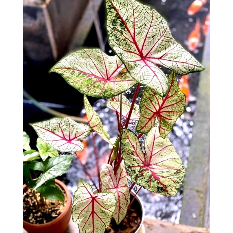 Tanaman Hias Keladi White Queen Bunga Hias Keladi Caladium Anakan Murah Merah BUKAN BONGGOL Tanaman 