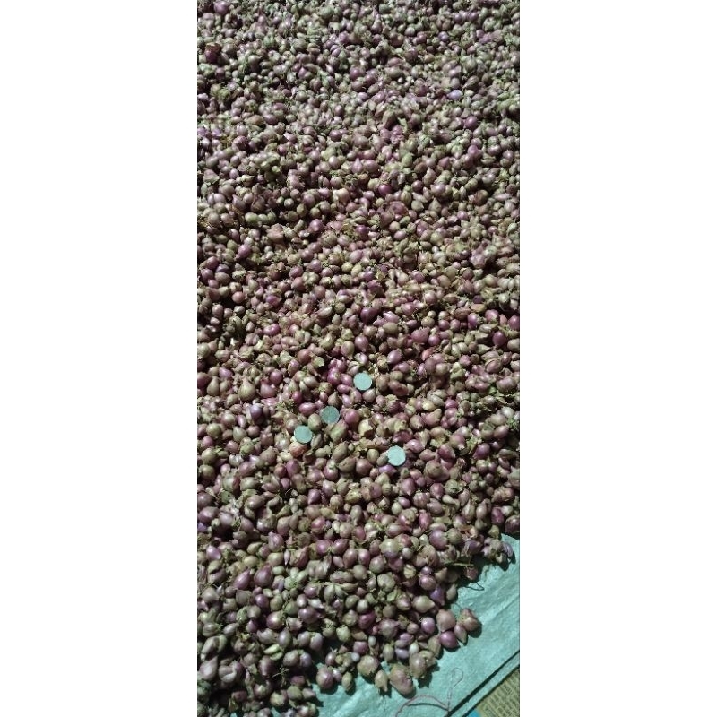 

bawang merah besar