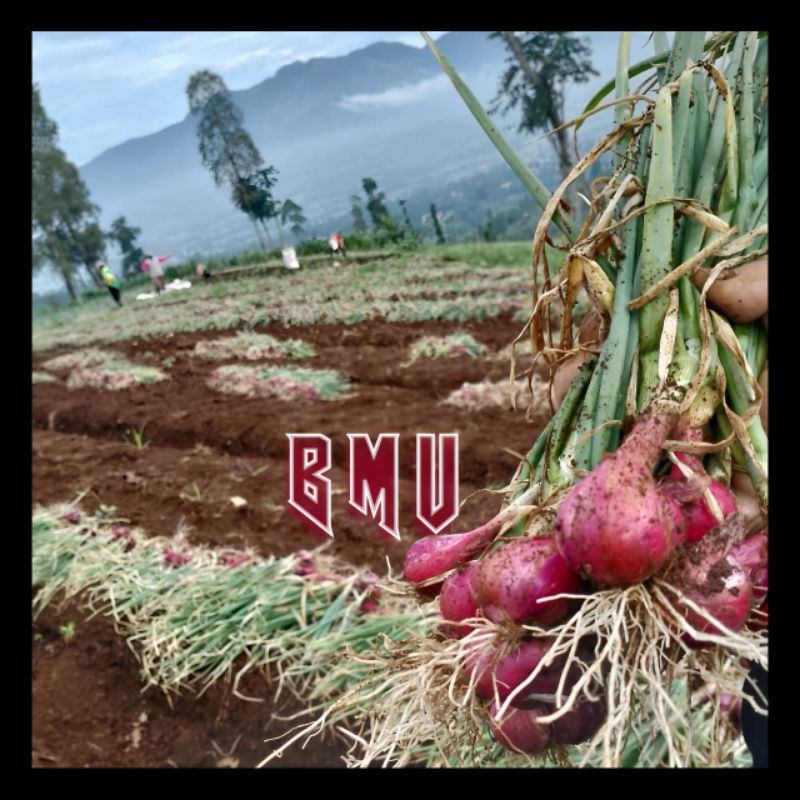 

bawang merah tuktuk/brebes/lokal unggulan kemasan per 1½kg dari petani langsung