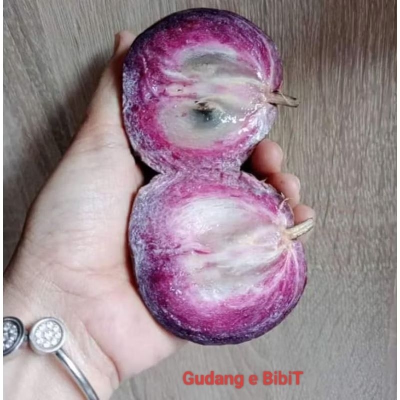 Bibit Genitu Varigata Hasil Okulasi / Kenitu ungu Varigata