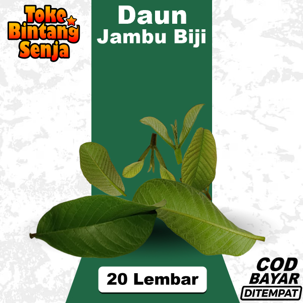

Daun Jambu Biji 20 Lembar Pucuk Daunnya Tua Obat Herbal