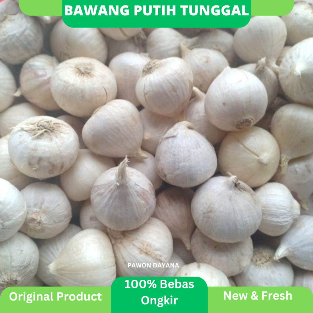 

Bawang Tunggal / Bawang Lanang