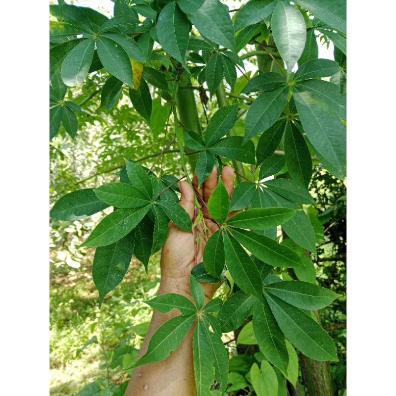 

DAUN RANDU/DAUN KAPUK segar, untuk pengobatan Herbal