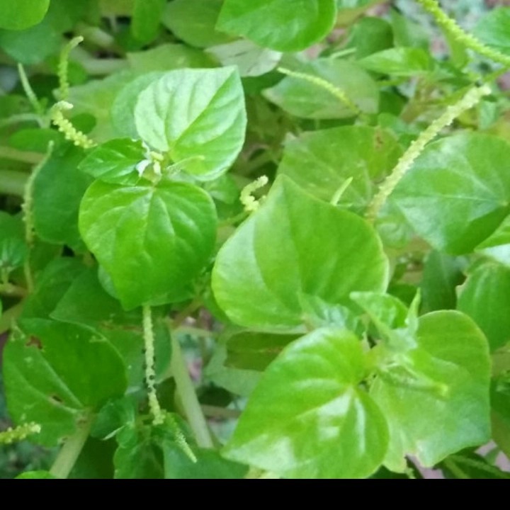 

DAUN SIRIH CINA/KTUMPANG AIR SEGAR MURAH 500 gram