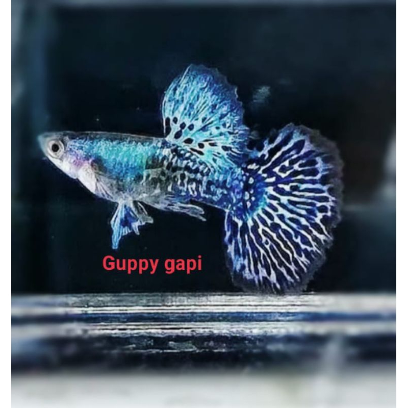 pakan+Guppy blue dragon sepasang