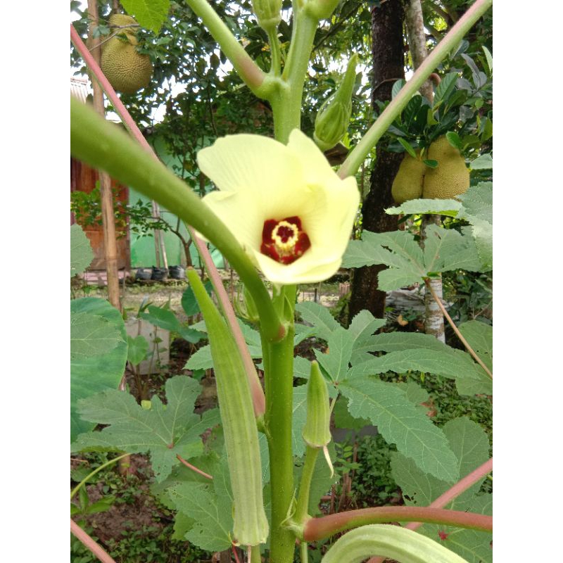 

Biji Tanaman Okra per 5 butir