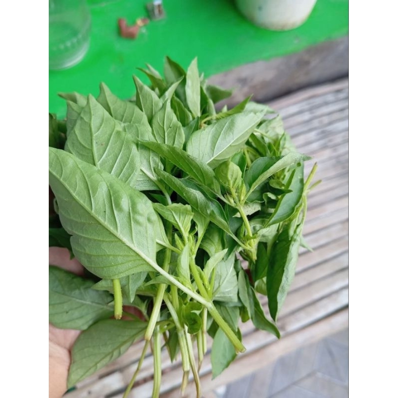 

daun kemangi segar dan wangi