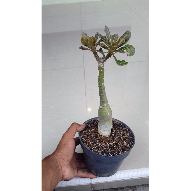 Adenium ID. Socotranum ( Rare item )