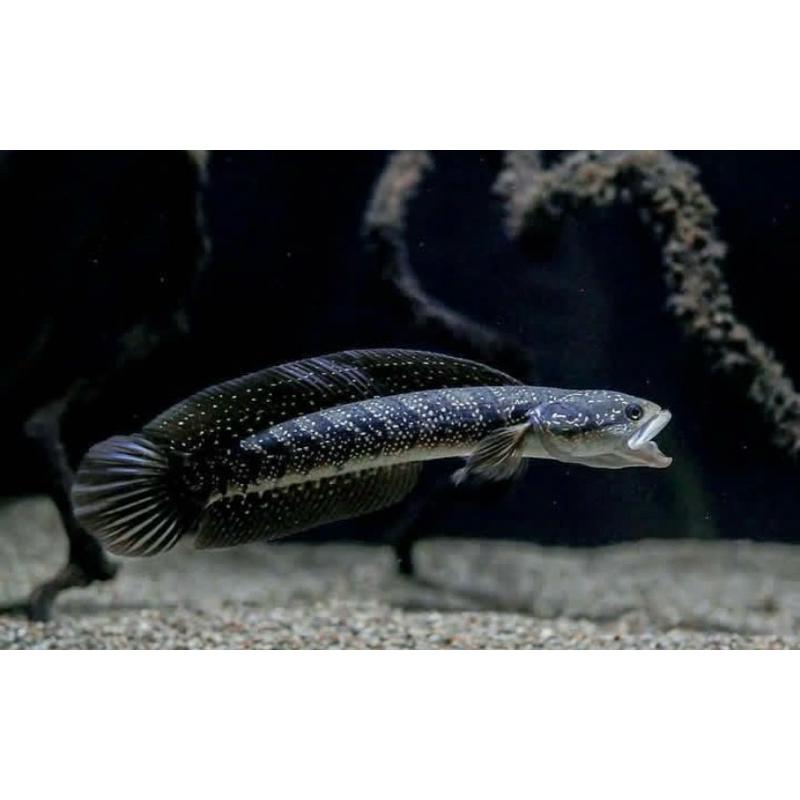 

Stiker Asiatica Uk10-13 Grade A Full dot Super Gondrong Garansi