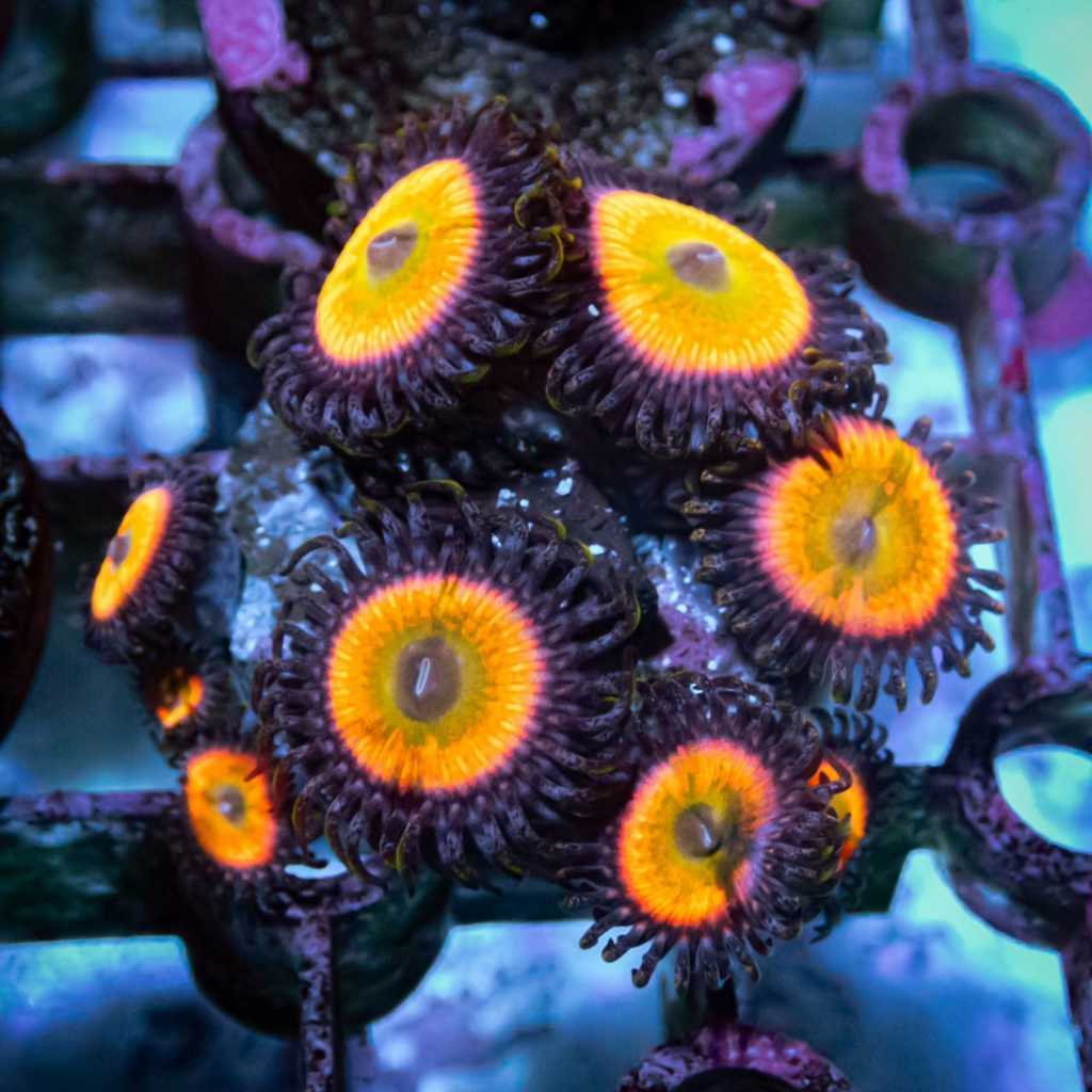 Zoantihid Sunny Delight D Frag Zoa-koral akuarium-hiasan akuarium-akuarium air laut