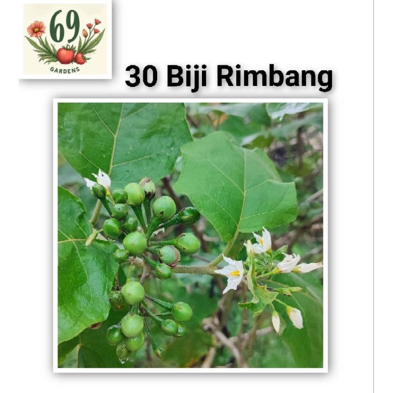 30 Biji Rimbang