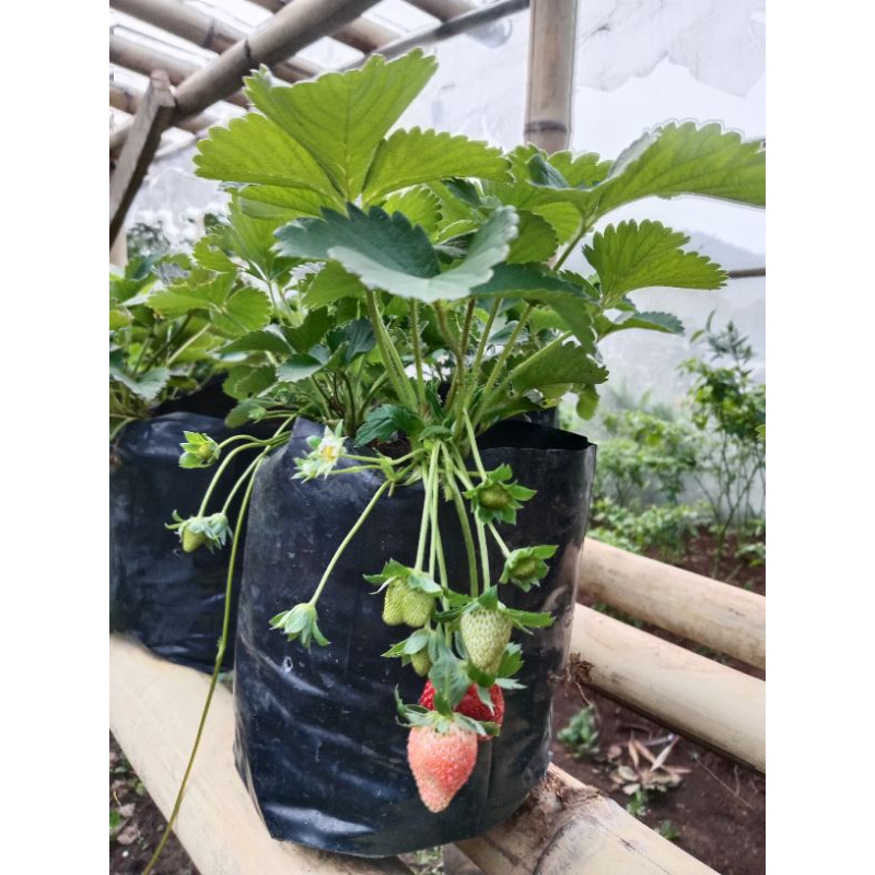 3 bibit indukan strawberry sudah berbuah