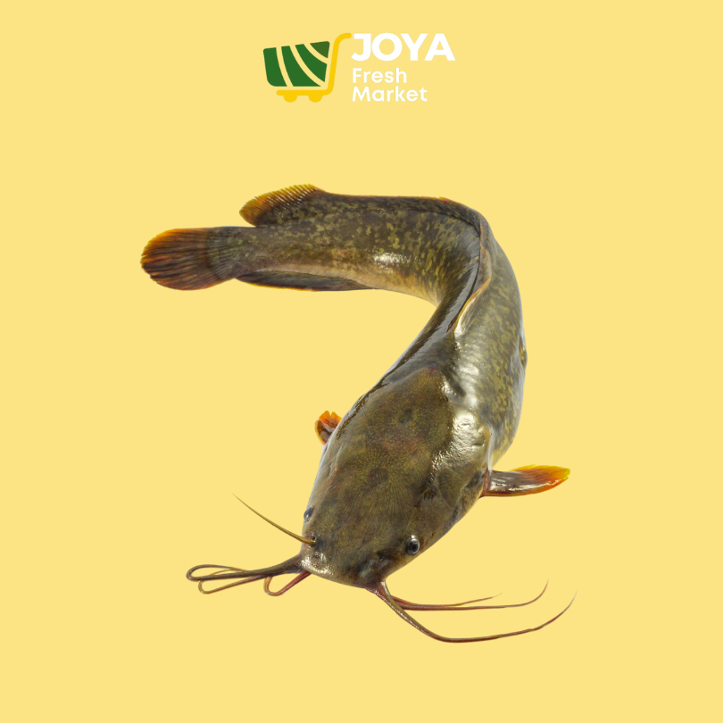 

Joya Fresh - Ikan Lele Segar/Ikan Air Tawar/Ikan Segar