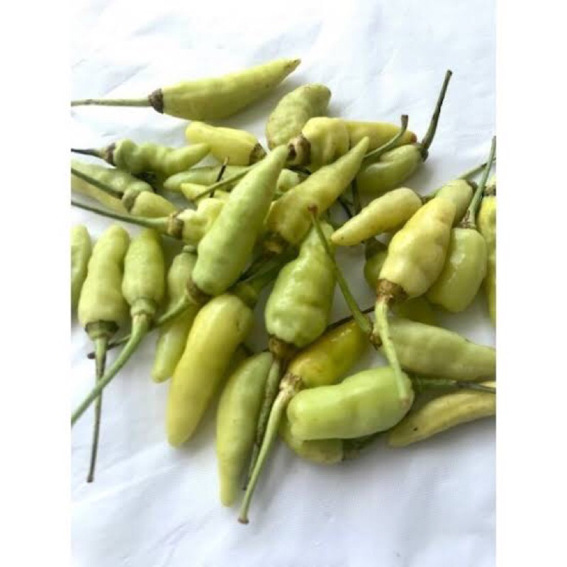 

cabe rawit hijau | cabe rawit putih | cabe lalap | lombok lalap