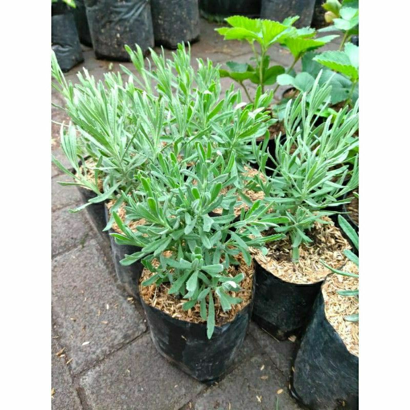 Tanaman hias Lavender Gold Creek lavender asli wangi - Lavender Asli Gold Creek