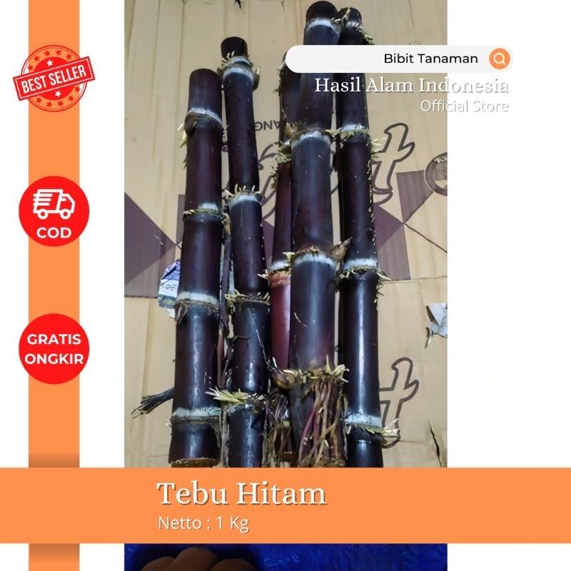 

Tebu hitam ireng segar 1kg