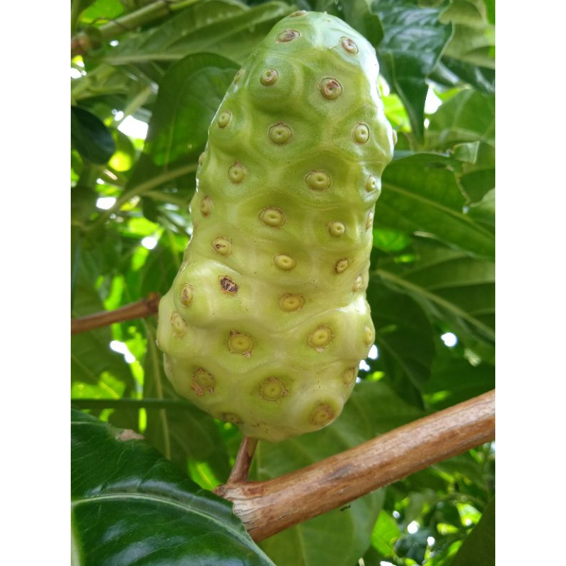 

Buah Mengkudu Segar, Pace segar /buah, Jual mengkudu terdekat