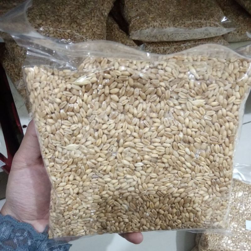 

Gandum 500gram