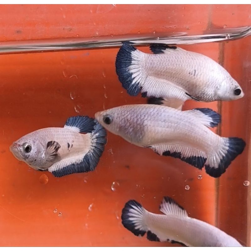 female blu rim fuul telur