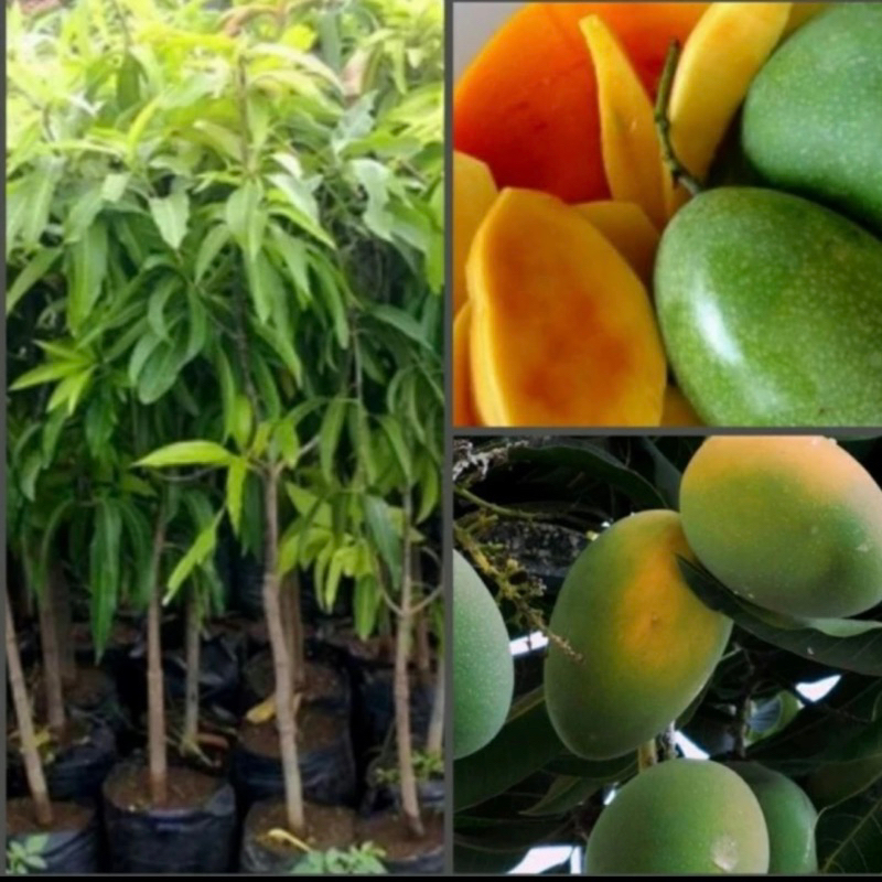 Bibit Pohon Mangga Okulasi Cepat BERBUAH - Yuwen
