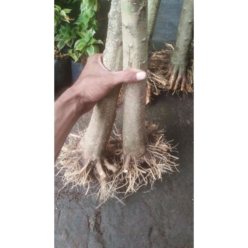 bahan bonsai bonggol anting putri