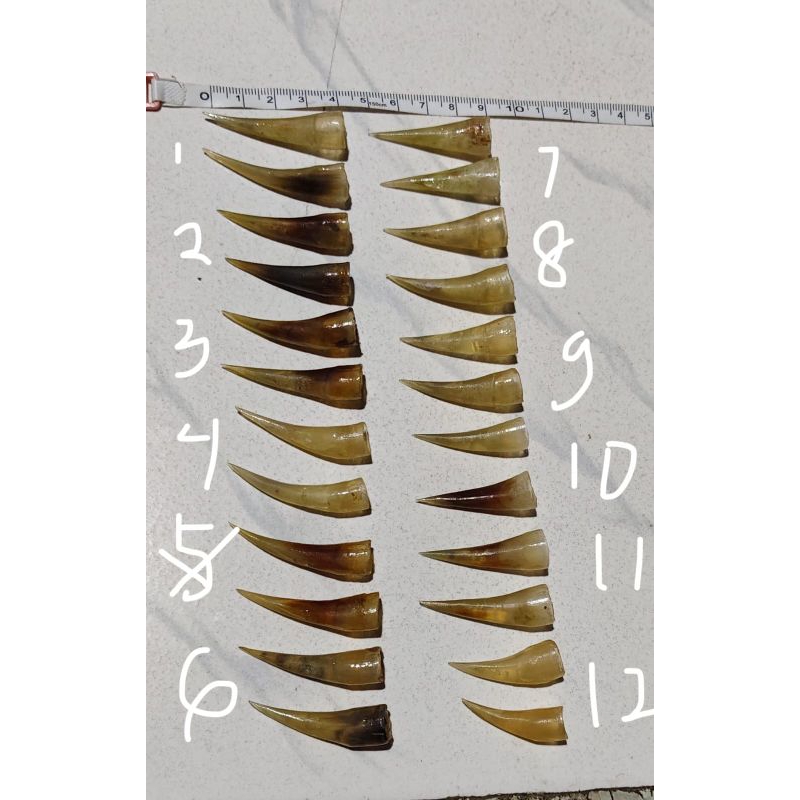 JALU SAMBUNG TAJI SAMBUNG AYAM