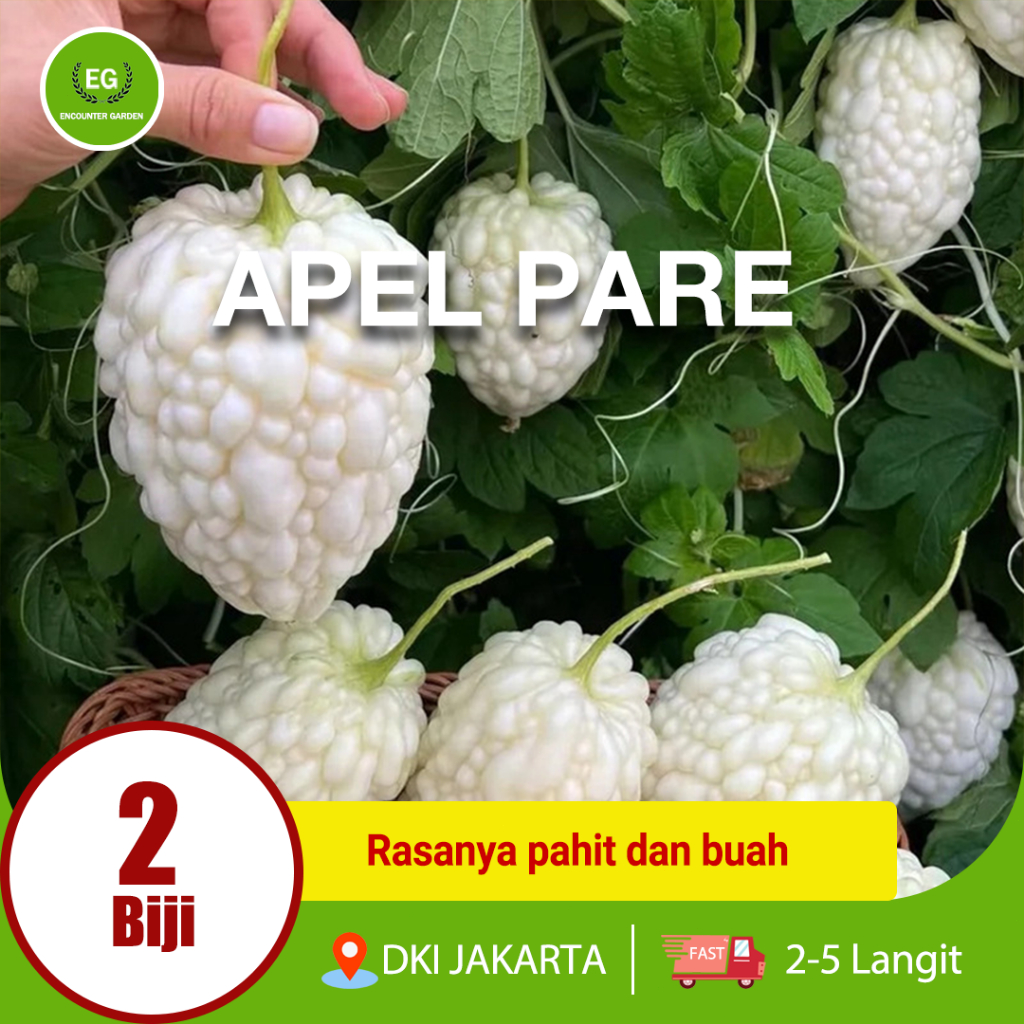 Benih Bibit apel Pare Putih HIGH MOON - Bibit Tanaman Sayur Sayuran Pare Paria Unik Pare Raden Gamba