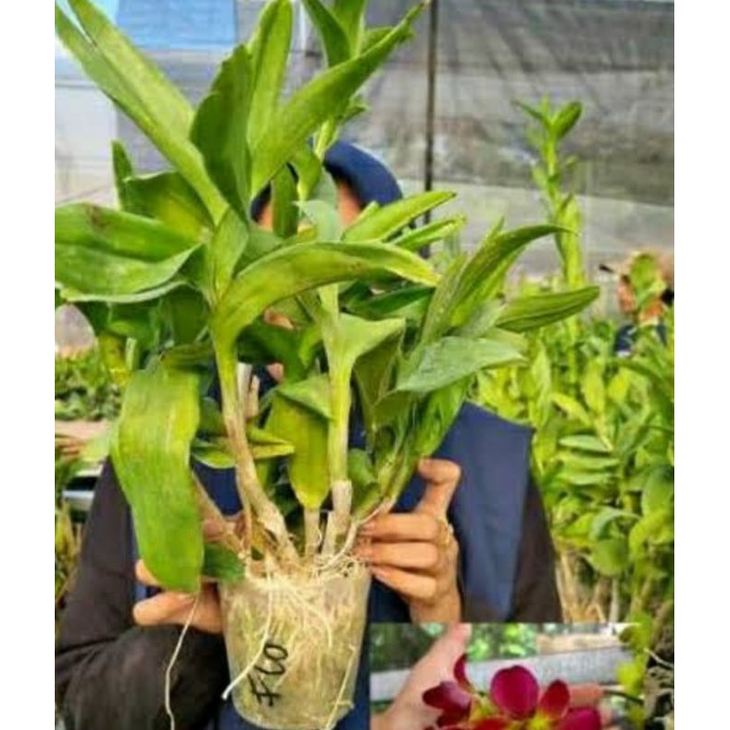 Anggrek Rimbun Dewasaan Jumbo