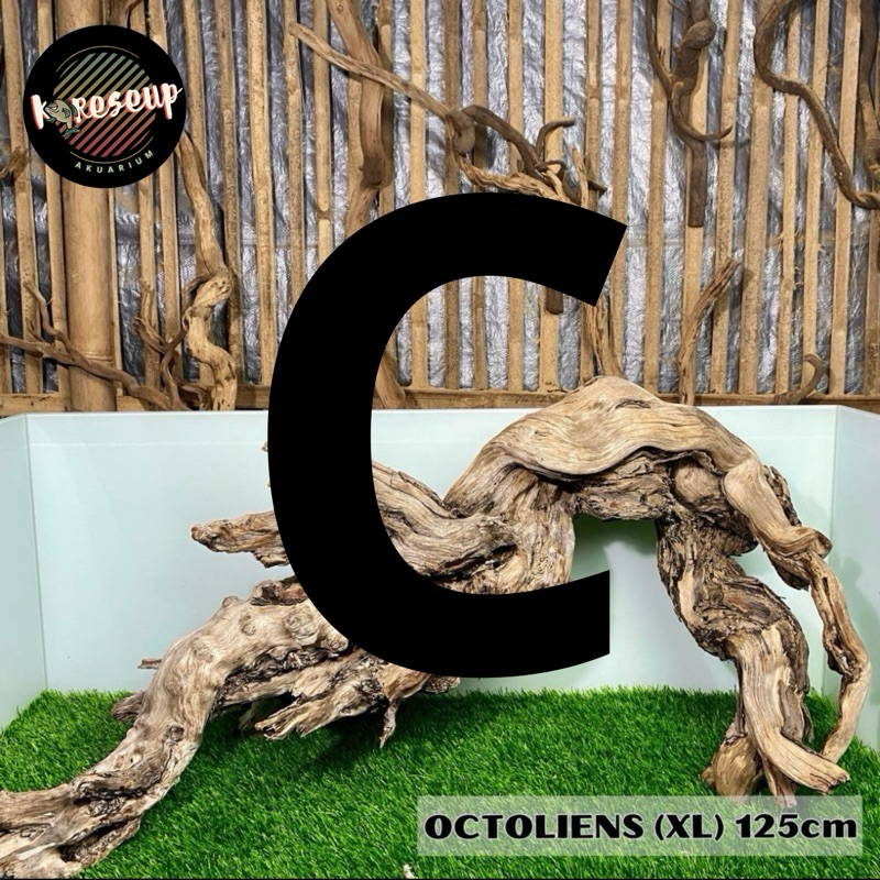 AKAR SANTIGI LAUT (C)