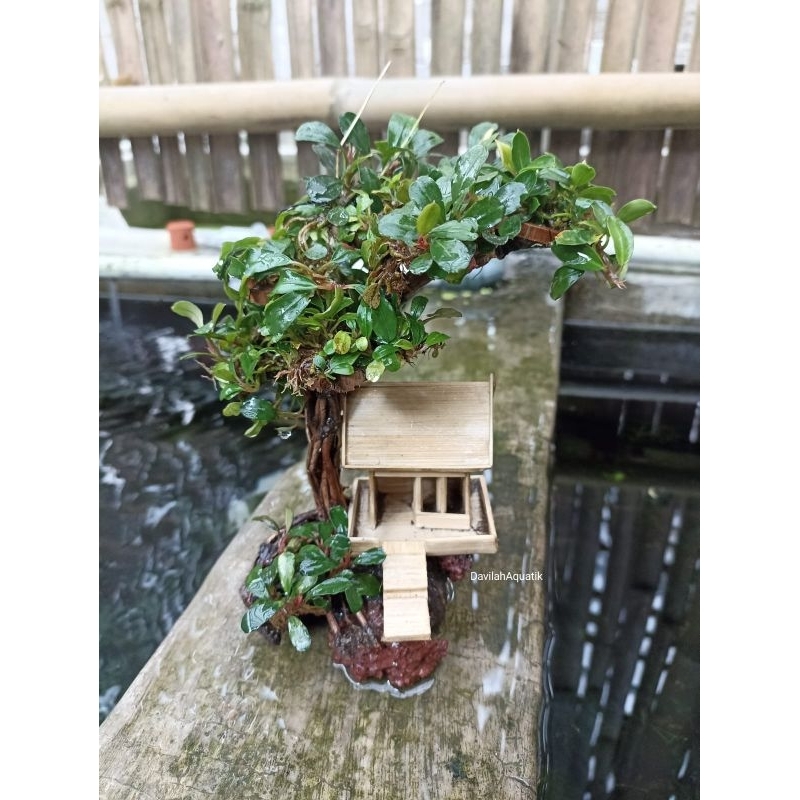 Bonsai rumah bonsai Buce tanaman aquascape hiasan aquarium