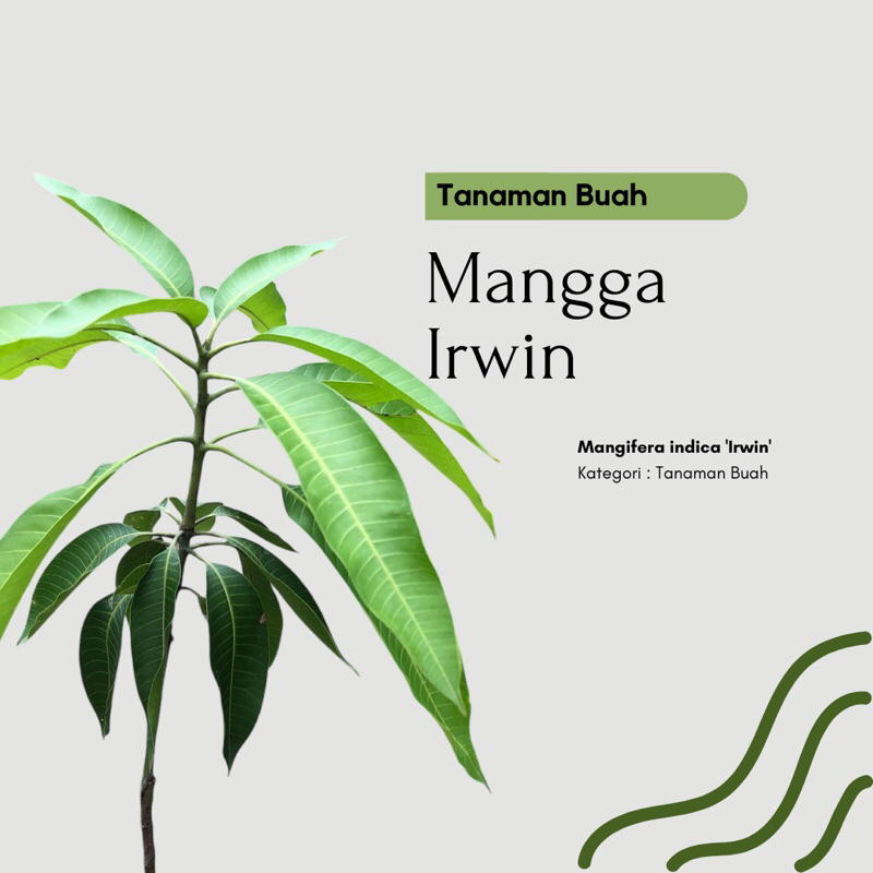 Bibit Tanaman Buah Mangga Irwin - mangga ungu - Tabulampot Okulasi