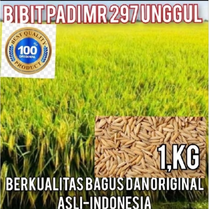 BENIH BIBIT PADI MR 297 UNGGUL PER 1KG