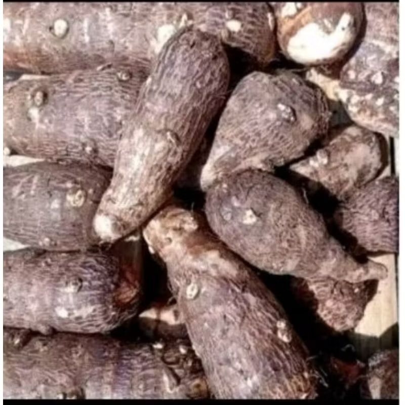

umbi talas gajah 1kg berkualitas