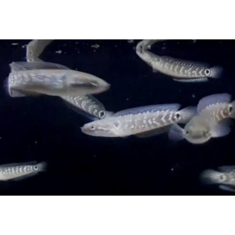 ASIATICA RS WS SIZE 5 CM BONUS PAKAN