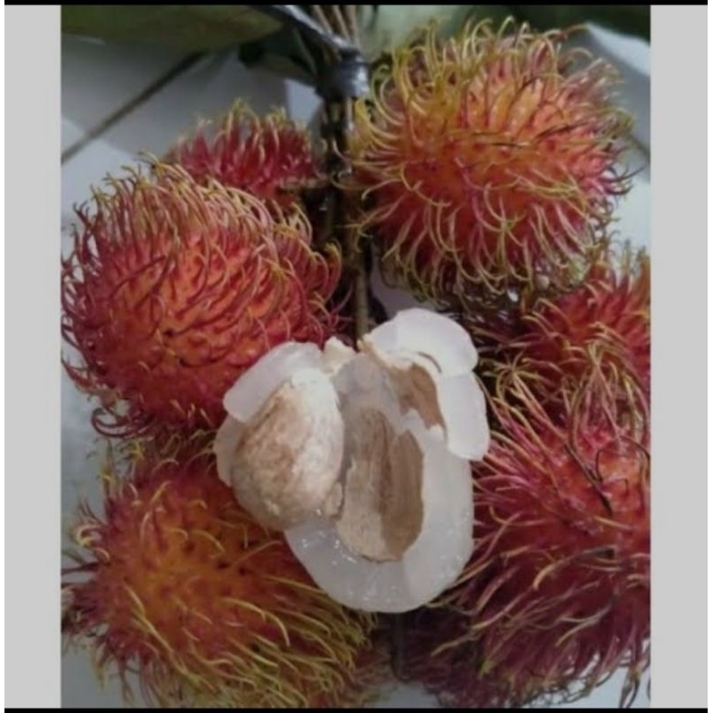 

1kg Buah rambutan Aceh manis & segar