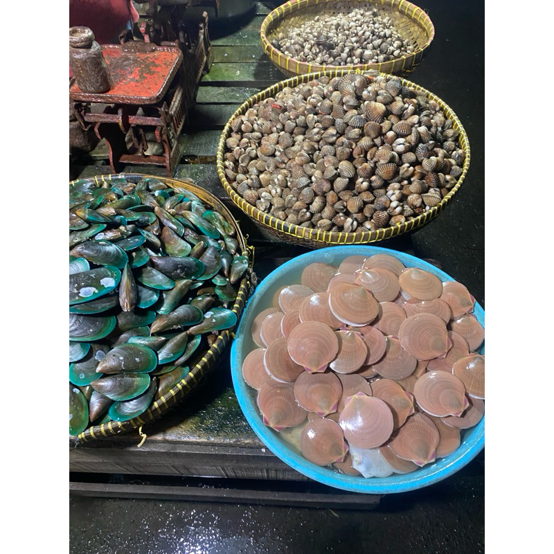 

Kerang Dara/Simping/Ijo