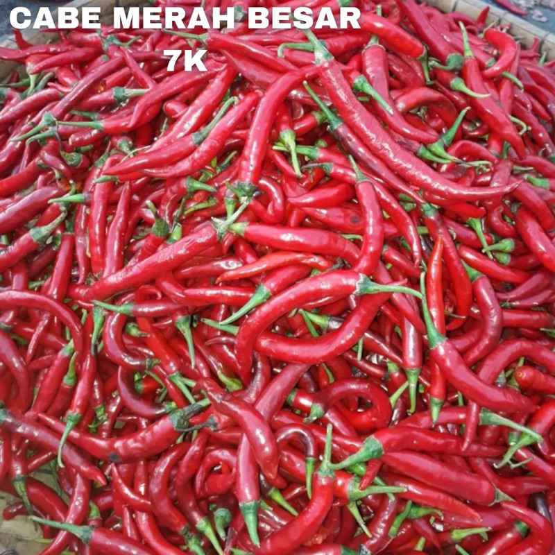 

Cabe Merah Besar