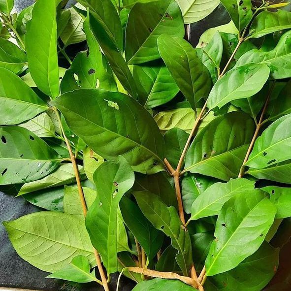 

Daun salam (Eugenia polyantha)