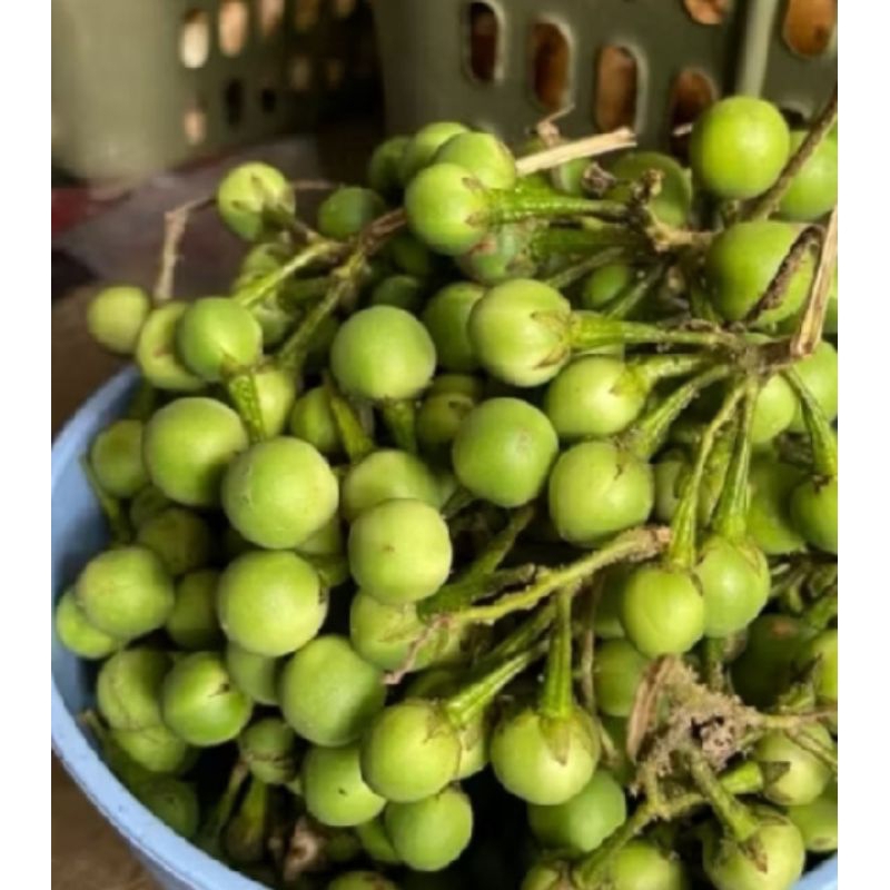 

buah cepokak segar 500 grm