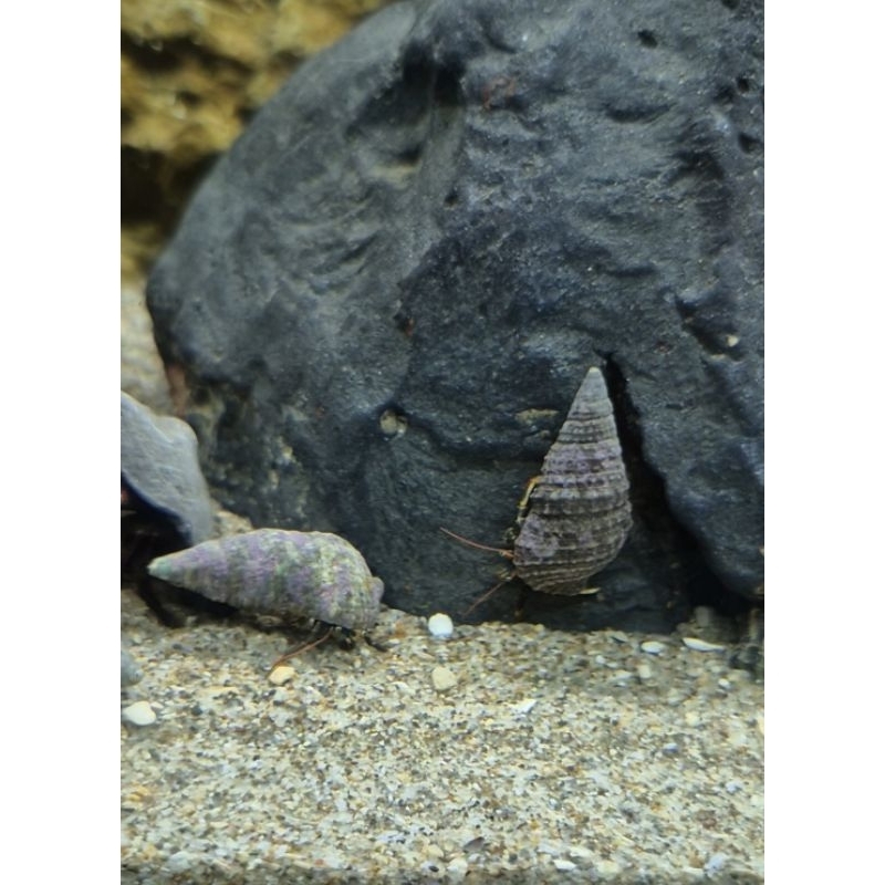 Kelomang Laut, Kelomang air