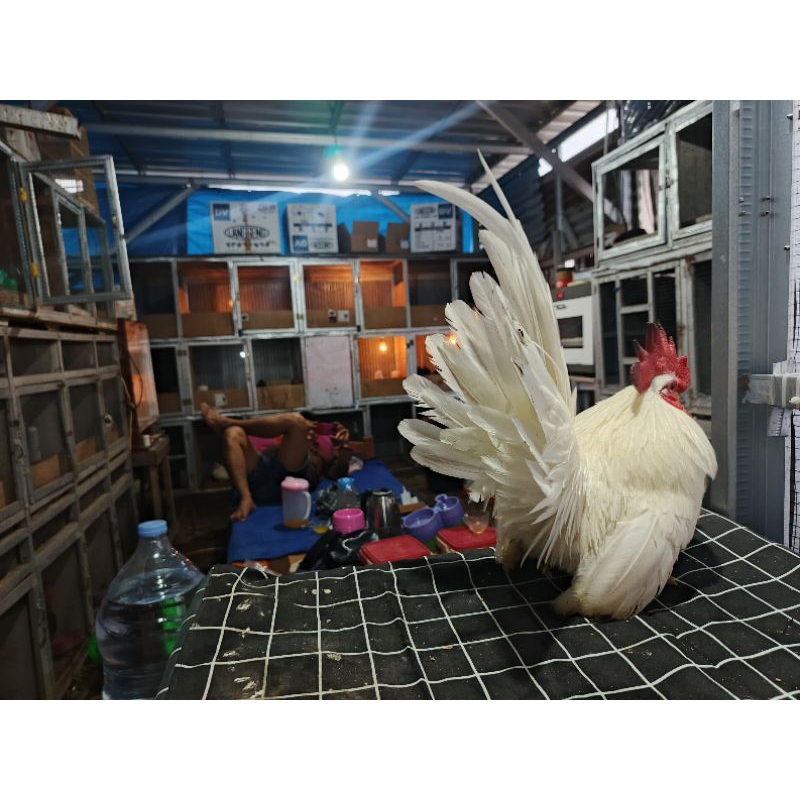 

telur Chabo white kualitas