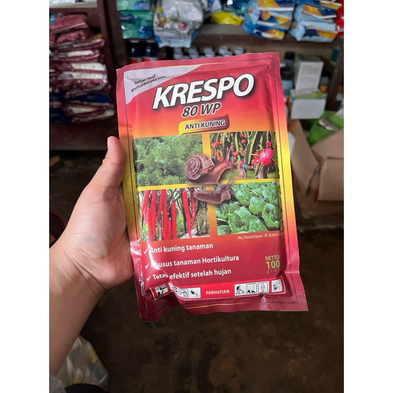 moluskisida molista krespo ukuran 100gram