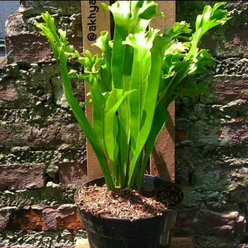 TANAMAN HIAS KADAKA TANDUK RUSA / KADAKA TANAH TANDUK RUSA