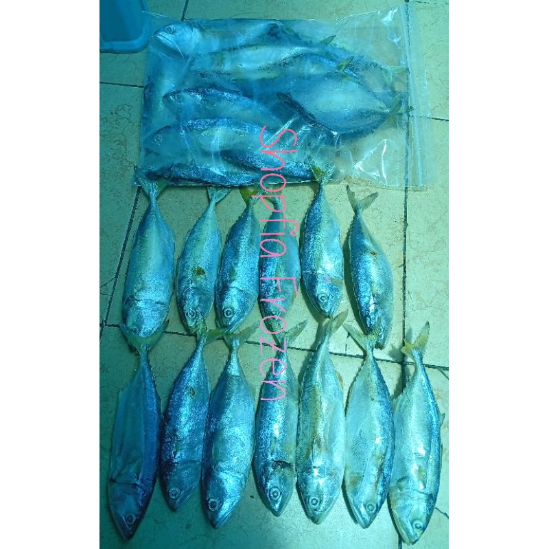 

Ikan Kembung Banjar