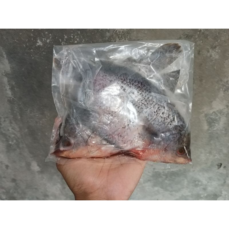 

ikan gurame marinasi vacum