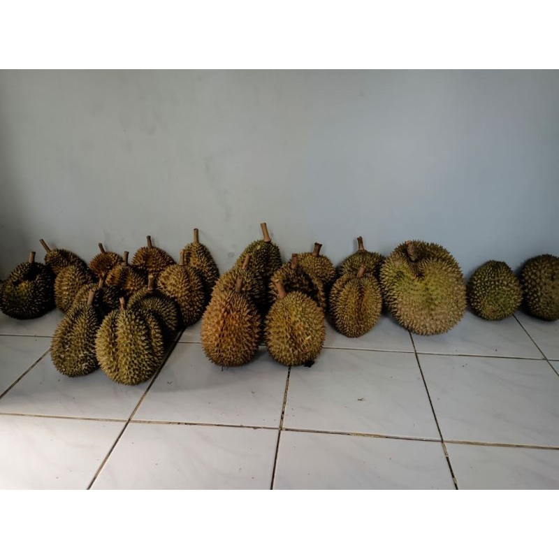 

durian lokal endul maknyussss ukuran sedang