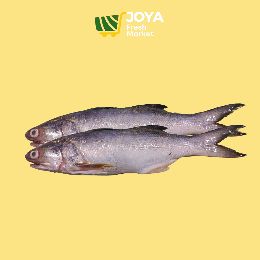 

Joya Fresh - Ikan Senangin Segar/Seafood Segar/Ikan Kuro Fresh