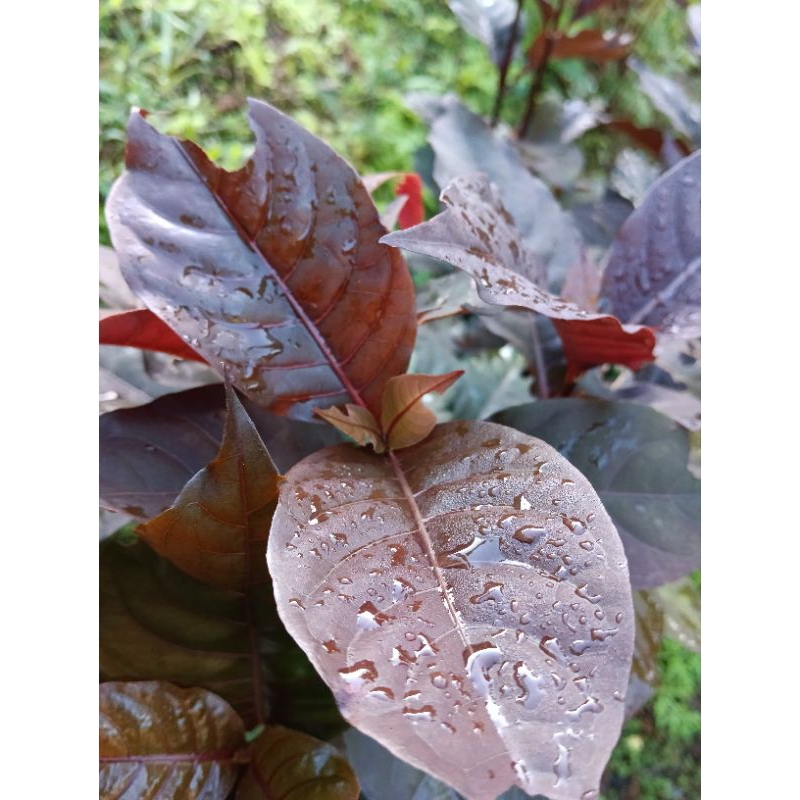 

termurah daun handelem daun kopi ungu