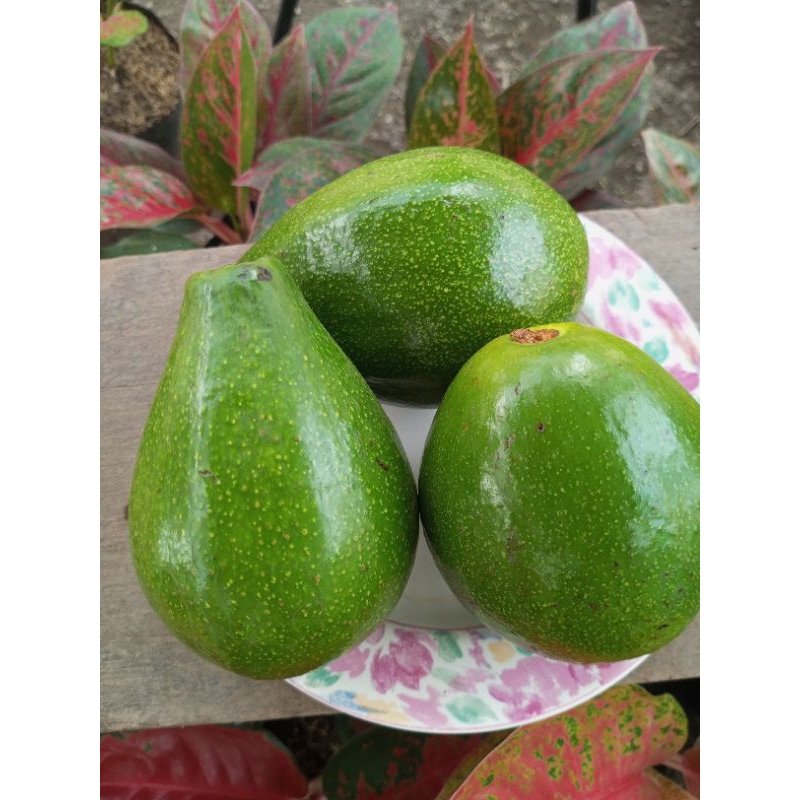 

Buah Alpukat mentega