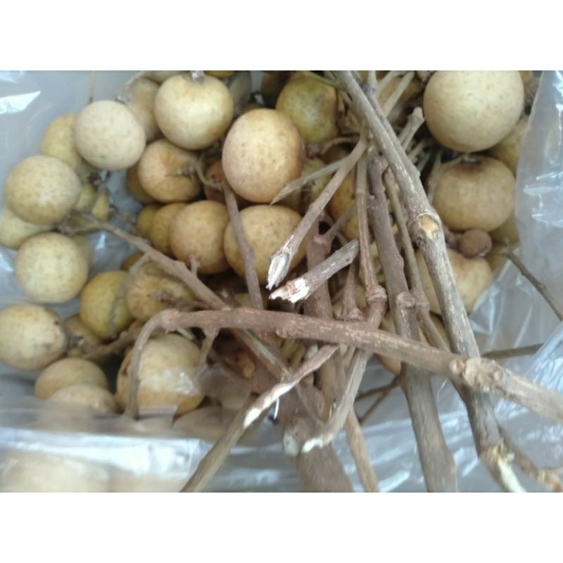 

Buah Lengkeng Keleng Klengkeng manis